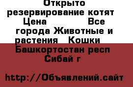 Открыто резервирование котят › Цена ­ 15 000 - Все города Животные и растения » Кошки   . Башкортостан респ.,Сибай г.